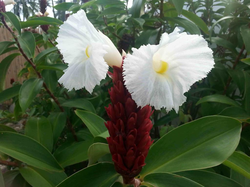 White Chocolate Hills Resort Zamboanguita  Ngoại thất bức ảnh